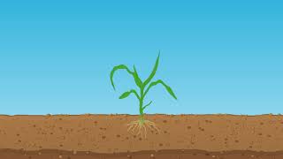 Application of Starter Fertilizer in Corn