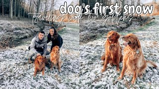 THE DOGS FIRST SNOW EXPERIENCE, TRAVELING WITH TWO GOLDEN RETRIEVERS, ANSWERING YOUR QUESTIONS //