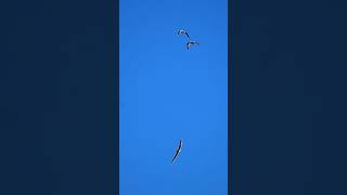 Alaskan Eagle Soaring With Seagulls