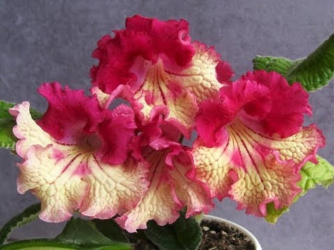 Video: Streptokarpusni uyda parvarish qilish - Streptocarpus o'simliklarini etishtirish bo'yicha maslahatlar