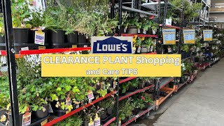 Shop with me for LOWES Clearance Plants and CARE TIPS