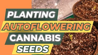 Planting Autoflowering Cannabis Seeds from Atlas Seed!