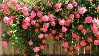 Ricky Skaggs & Tony Rice - Will The Roses Bloom chords
