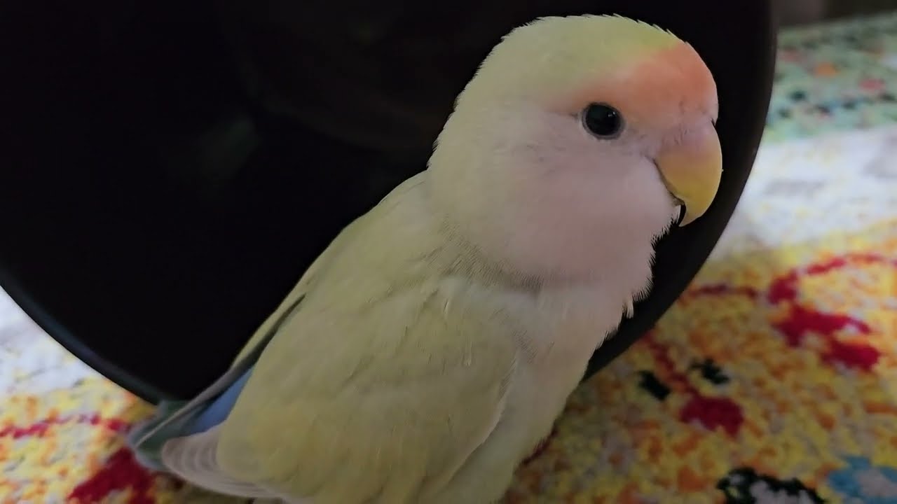 ゴミ箱の会長 #lovebirds