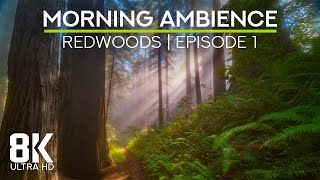Ambient Soundscape of a Foggy Ancient Forest - 8K Sunny Morning in the Redwoods - Part 1