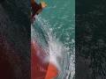 Bulbous Bow#viral #shorts #trending #travel #explore