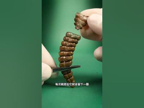 [問卦] 響尾蛇的尾巴怎麼發出聲音的？