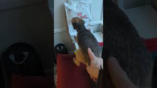 Border terrier Leeloo found sniffing food.