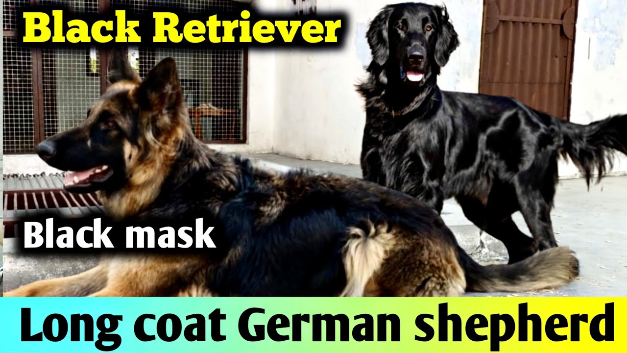 BLACK Mask German shepherd BLACK RETRIEVER पहले नही देखा होगा