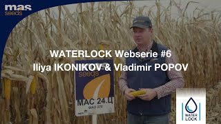 Grain Corn MAS Seeds - MAS 24C : a WATERLOCK hybrid in Russia