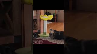 Mimi Balboa