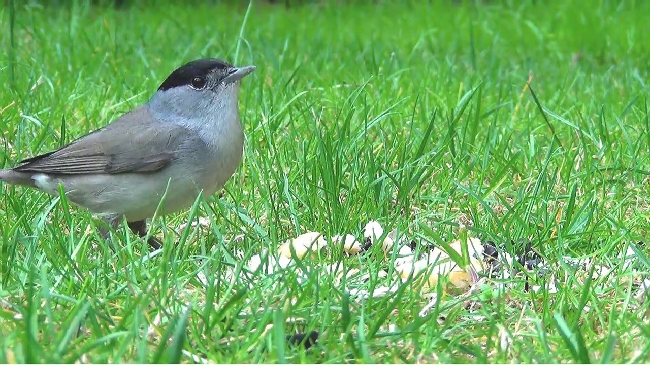 Tallarol de casquet , Eurasian blackcap (Sylvia atricapilla) 