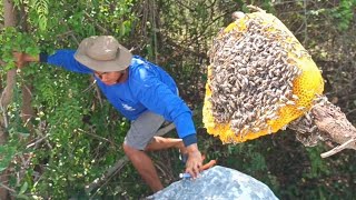 เอาผึ้งป่า:ผึ้งป่าเดือนห้าจุดที่จะเอามีแต่กวากหนามเอายากสุดๆ