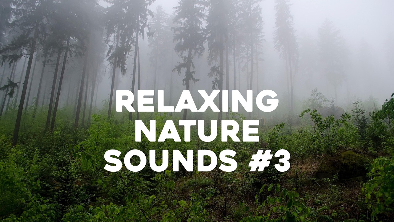 Jungle Rain & Monkey Calls - Tropical Rainforest Sounds for Sleeping or Studying - 8 Hours