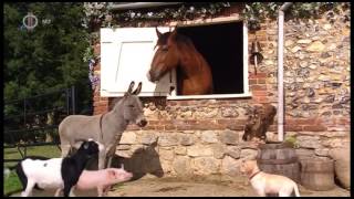 Napfény Farm 33. Rész - Verseny A Mágussal