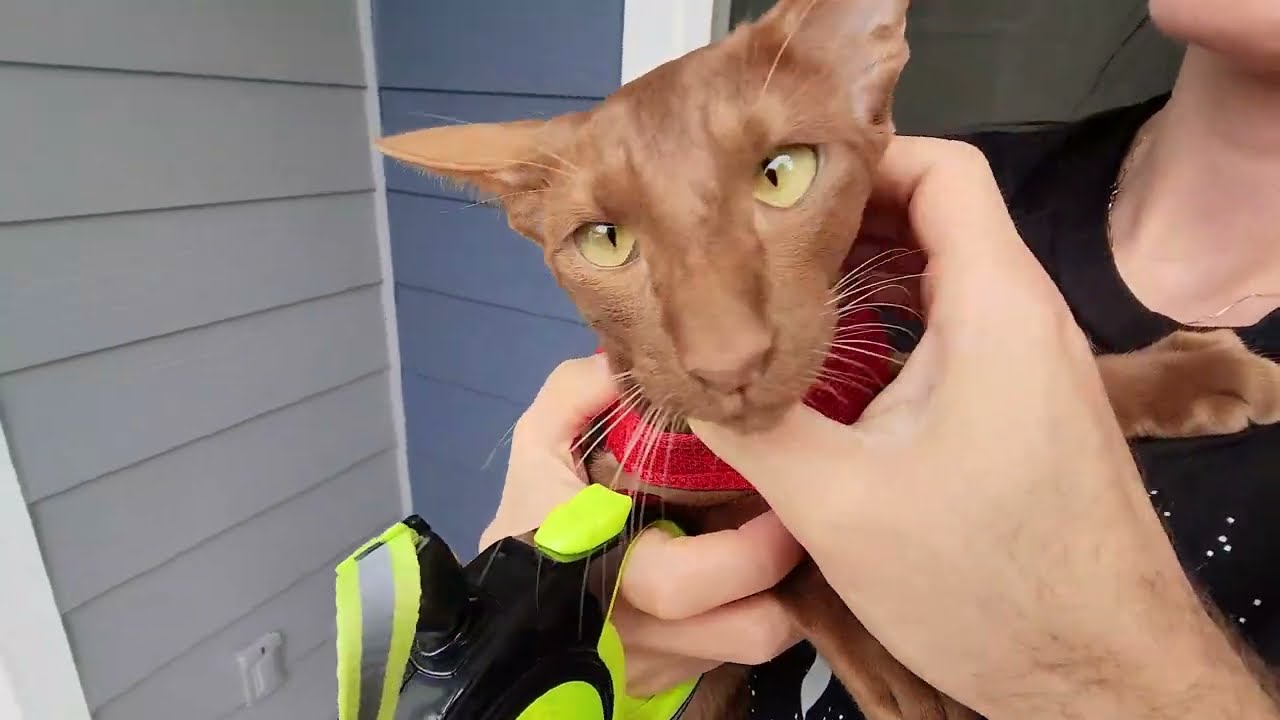 Oriental Shorthair Cats | The First Spring Walk in California | Funny Cats 2023