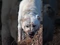 The Alabai: 4,000 Years of Power | The Central Asian Shepherd Explained