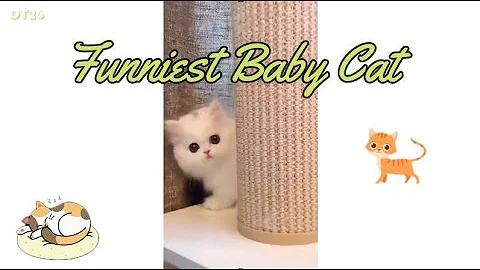 Video 11799041: best funniest cat, cat cute baby