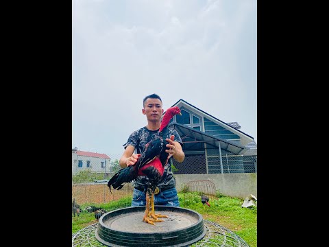 cách nuôi gà mùa hè đỏ khỏe rắn chắc | quoc anh ga choi tv