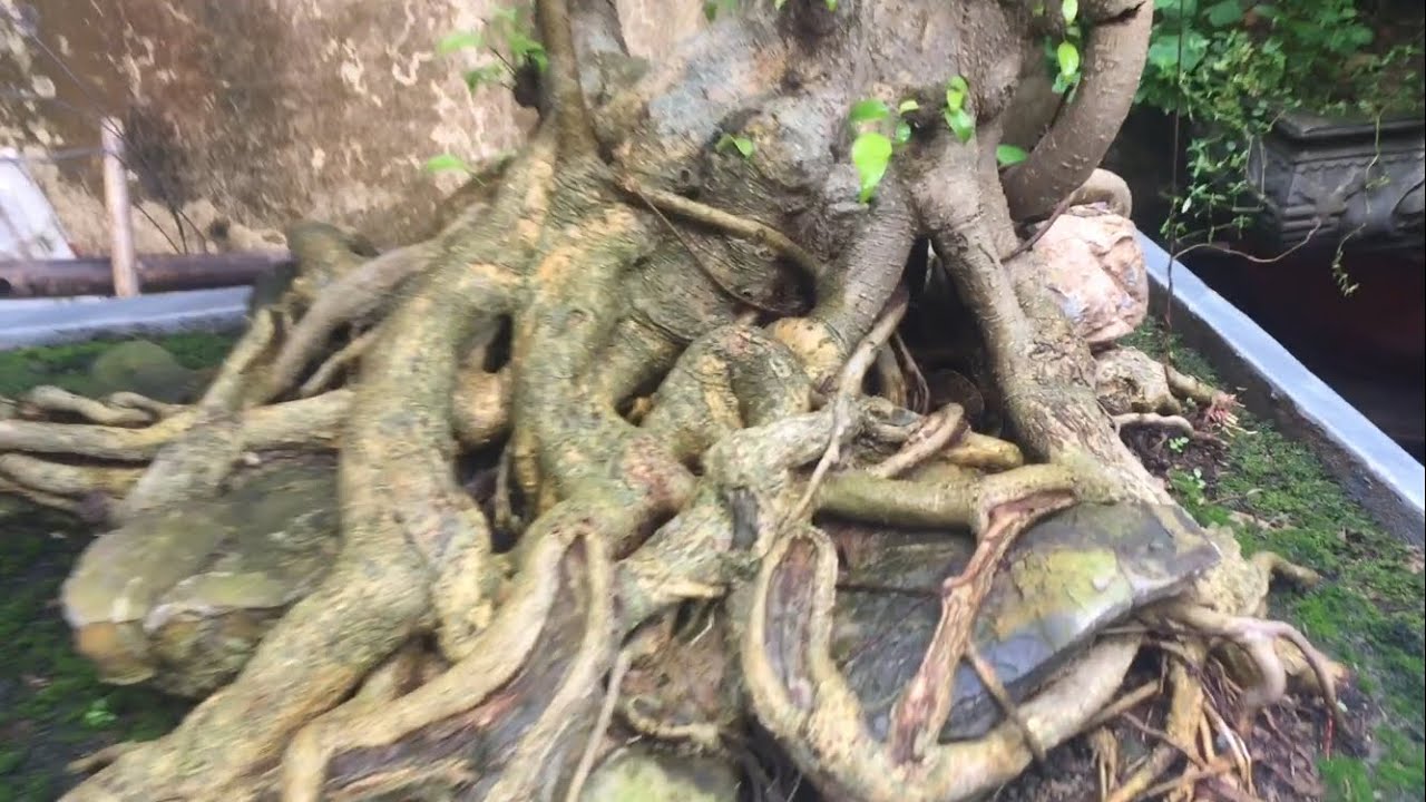 Bonsai.Hai Cây Sanh Nam Điền Hơi Khụ Khụ - YouTube