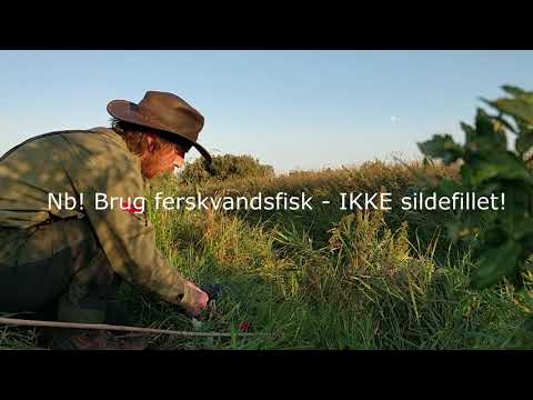 Video: Hvordan Man Fanger En Elg