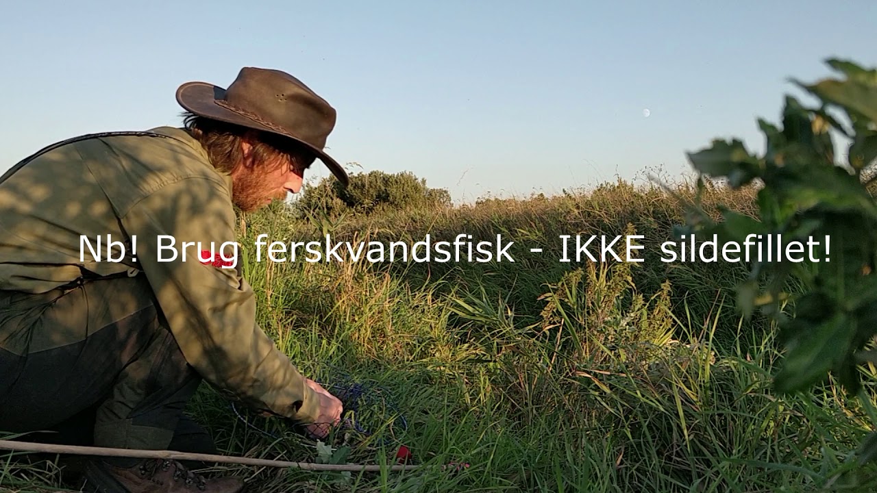 Hvordan fanger man signalkrebs?