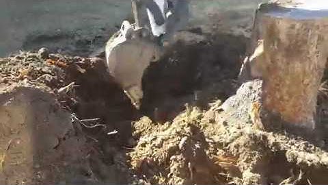 Removing a Tree Stump with a Bobcat (Part 1)