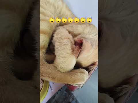 Cats Moment 246 Cat Cutecat Pet Short Reels Viral Shortvideos Viralvideos Viralreels Trend