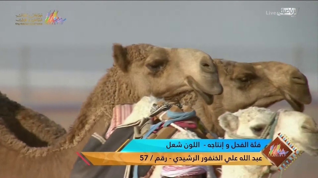 عروض فئة الفحل وإنتاجه للون الشعل يوم الأحد ١٣ ديسمبر ٢٠٢٠م