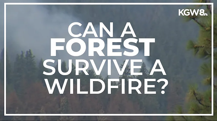 Can a forest survive a wildfire? Washington expert...