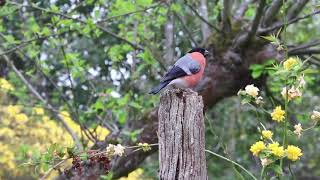 Birds of Many Colours : Video for People and Cats to Watch