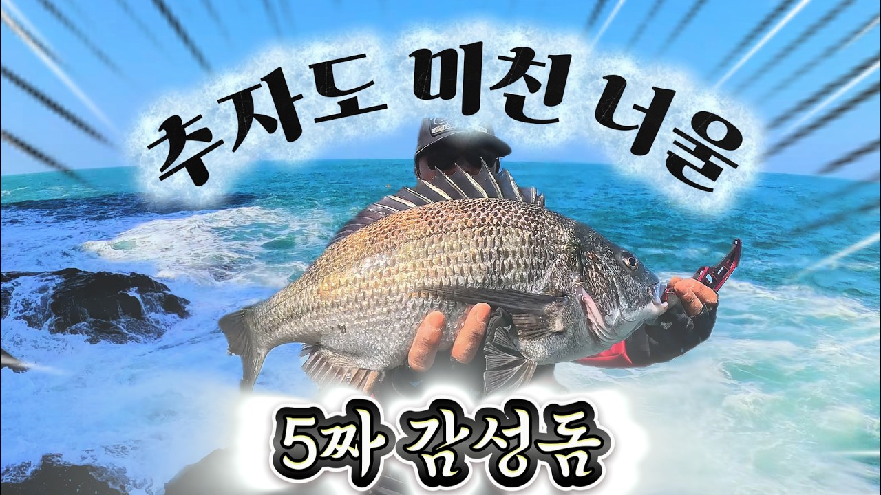 추자도 강한 너울속! 5짜 감성돔!!