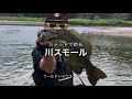 東京近郊河川 シャッドで狙うスモールマウス