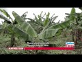 Survivor Series Ep 3 Philomene Kankesha: The woman who raised 12 genocide orphans as her own