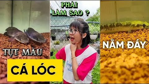 CÁ LÓC NẰM ĐÁY và tụt màu THÌ PHẢI LÀM SAO ? #suncuong