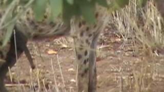 Well-Hung Horny Hyena