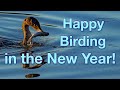 Happy birding in the new year from your friends at imaging resource