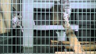 ユキヒョウ親子のじゃれあい~Snow Leopard