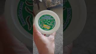 Cup of caterpillars video 2