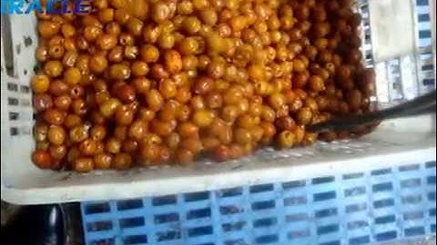 Fresh dates pitting machine, dates seeds removal, jujube pitter machine