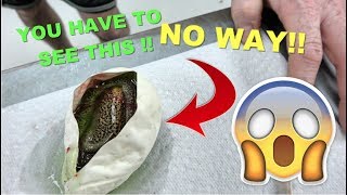 MY MOST EXPENSIVE Ball Python Clutch Ever And We Hit Two !!