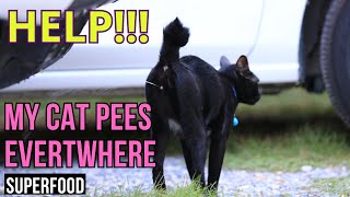 Help, My Cat Is Urinating in the House by Superfoods for CATS 152 views 8 days ago 9 minutes, 34 seconds