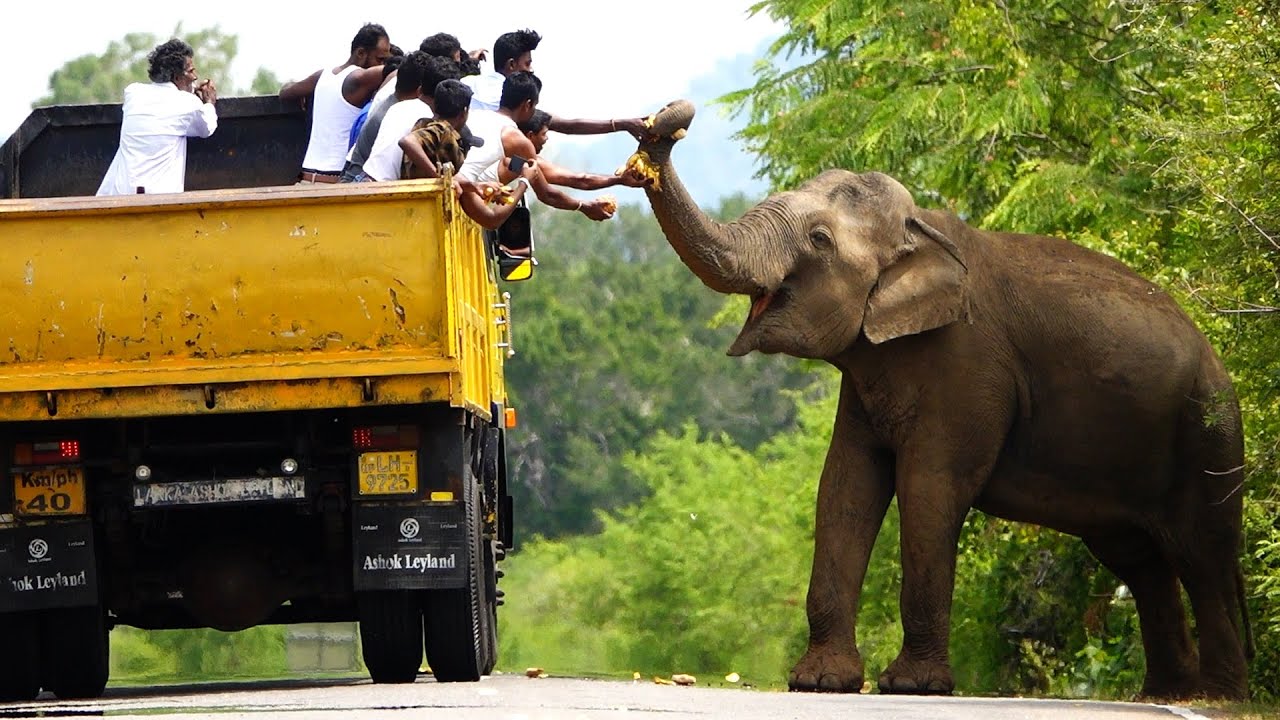 අනූනවයෙන් බේරුණු මිනිස්සු - බුත්තල පාරේ අලි පලහිලව්ව Elephant Waiting ...