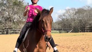 Training Tip #6 Bridleless Riding Prep ~ the Back Up, Hind Quarter Yield, Sidepass