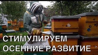 видео: СТИМУЛИРУЕМ ОСЕННИЕ РАЗВИТИЕ  картинка: СТИМУЛИРУЕМ ОСЕННИЕ РАЗВИТИЕ