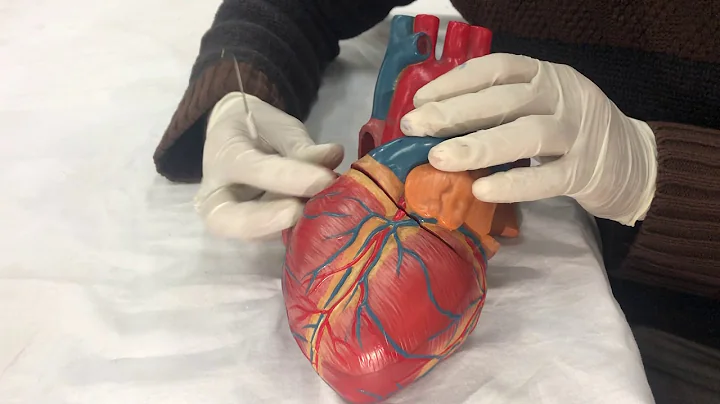 Borders and surfaces of Heart