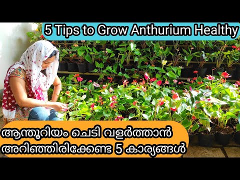 Anthurium Complete Care | 2 Fertilizers | Flowering Tips | ആന്തൂറിയം ചെടി പൂവിടാൻ 5കാര്യങ്ങൾ