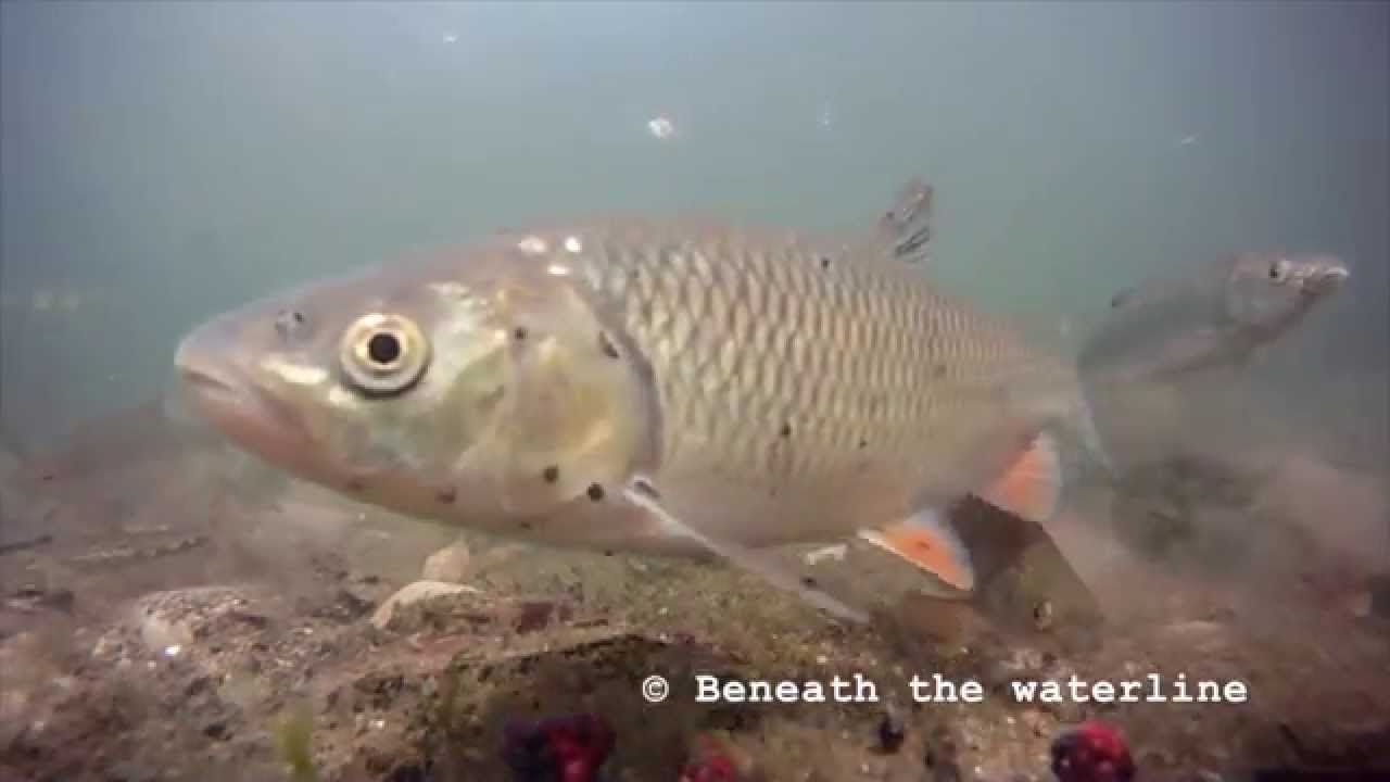 video phone beyonce mp3 Chub (Squalius cephalus) Underwater UK