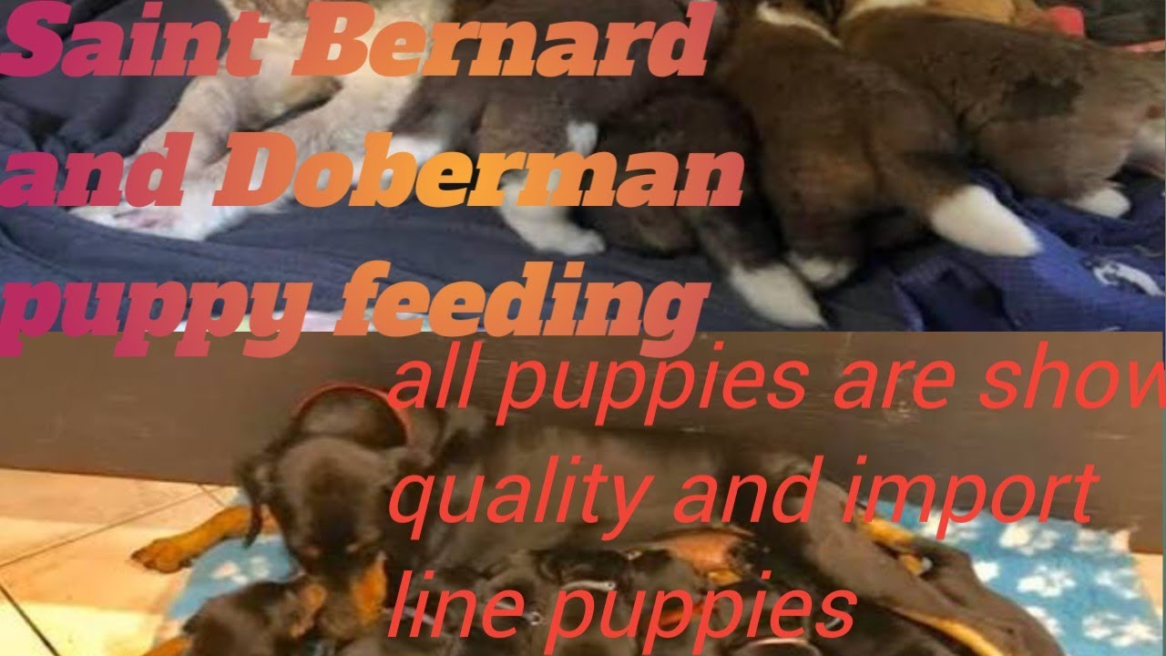 Show quality puppies|AazadDogKennel| #