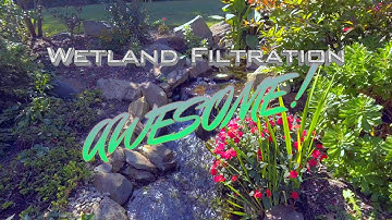 WETLAND FILTRATION IS AWESOME!